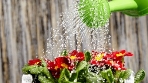 Як правильно поливати квітник?